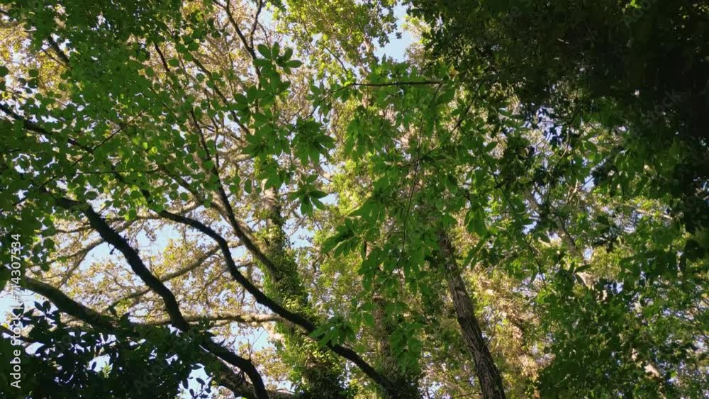Low angle shot of Tropical Forest Trees in Autumn Foliage in Spain Low angle shot of Tropical Forest Trees in Autumn Foliage in Spain