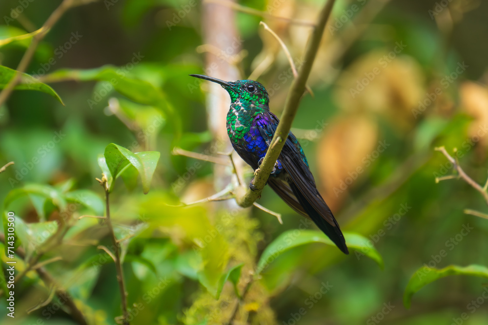 Obraz premium Green Crowned Woodnymph - Thalurania colombica hummingbird family Trochilidae, found in Belize and Guatemala to Peru, blue and green shiny bird flying on the colorful flowers background.
