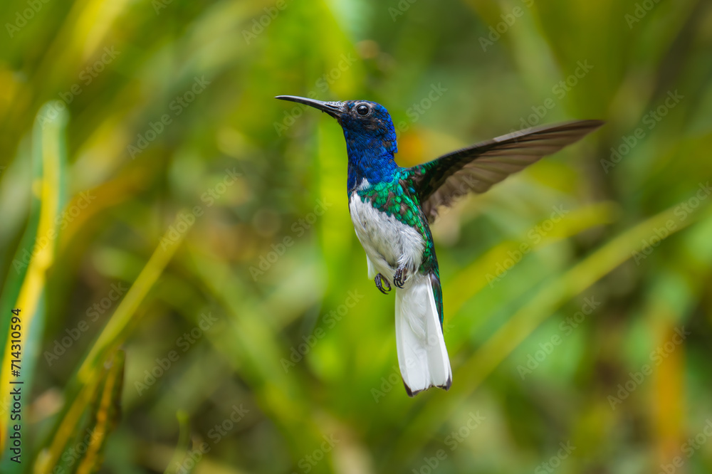 Fototapeta premium Beautiful White-necked Jacobin hummingbird, Florisuga mellivora, hovering in the air with green and yellow background. Best humminbird of Ecuador.