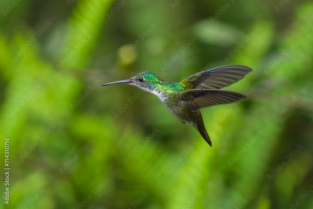 The Andean emerald (Uranomitra franciae), hummingbird, green and white bird found at forest edge, woodland, gardens and scrub in the Andes of Colombia, Ecuador. The Andean emerald (Uranomitra franciae), hummingbird, green and white bird found at forest edge, woodland, gardens and scrub in the Andes of Colombia, Ecuador.