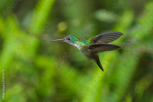  The Andean emerald (Uranomitra franciae), hummingbird, green and white bird found at forest edge, woodland, gardens and scrub in the Andes of Colombia, Ecuador. photo