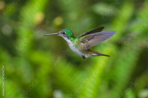  The Andean emerald (Uranomitra franciae), hummingbird, green and white bird found at forest edge, woodland, gardens and scrub in the Andes of Colombia, Ecuador.