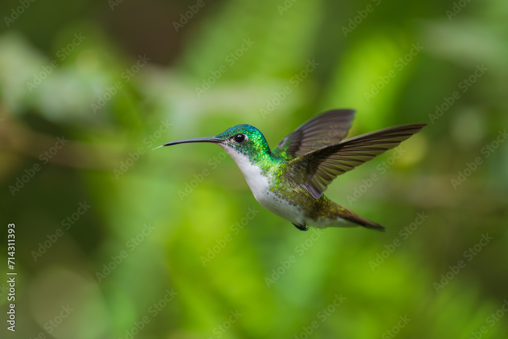 Fototapeta premium The Andean emerald (Uranomitra franciae), hummingbird, green and white bird found at forest edge, woodland, gardens and scrub in the Andes of Colombia, Ecuador.