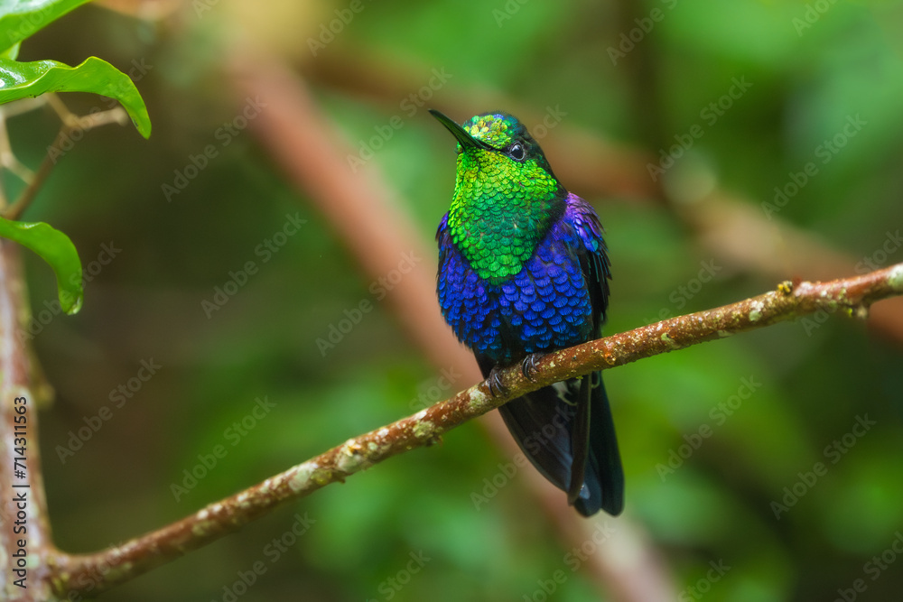 Green Crowned Woodnymph - Thalurania colombica hummingbird family Trochilidae, found in Belize and Guatemala to Peru, blue and green shiny bird flying on the colorful flowers background.