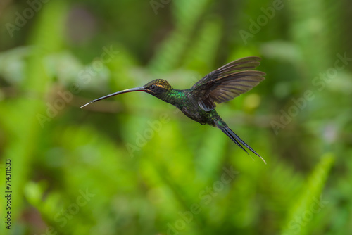 Beautiful White-whiskered Hermit,  Phaethornis yaruqui hummingbird,  hovering in the air with green and yellow background. Best humminbird of Ecuador. 4K resolution photo