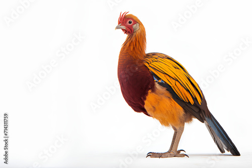 rooster isolated on white background © Touseef