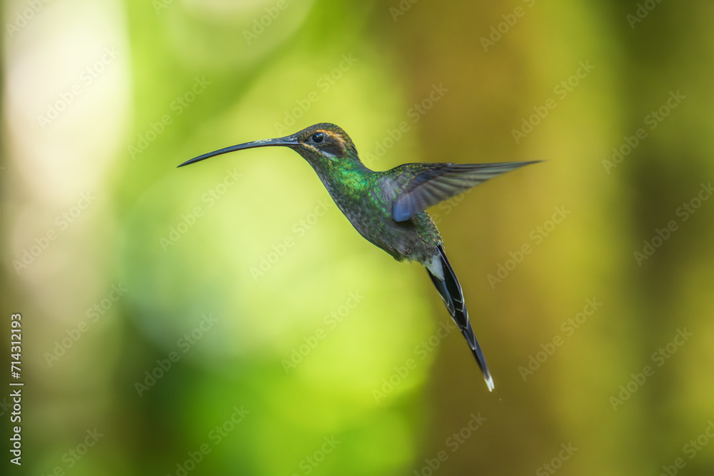 Beautiful White-whiskered Hermit, Phaethornis yaruqui hummingbird, hovering in the air with green and yellow background. Best humminbird of Ecuador. 4K resolution Beautiful White-whiskered Hermit, Phaethornis yaruqui hummingbird, hovering in the air with green and yellow background. Best humminbird of Ecuador. 4K resolution
