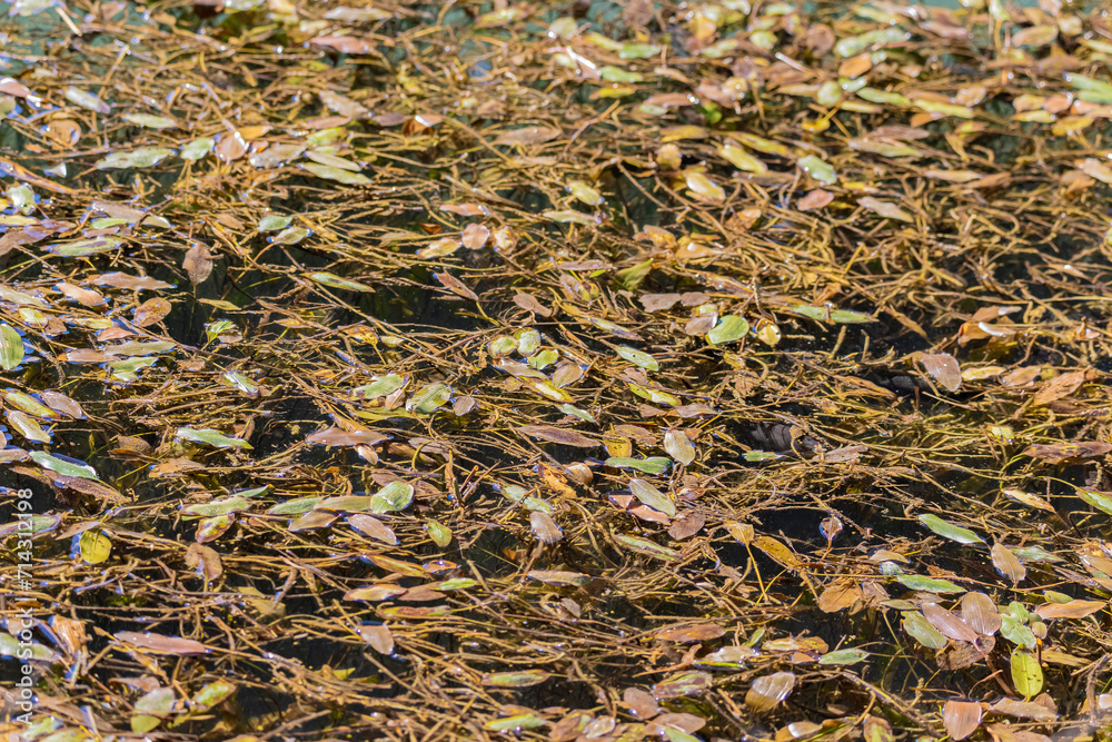Background yellow leaves on water