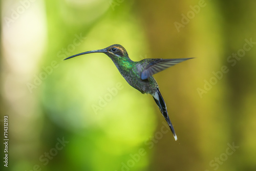 Beautiful White-whiskered Hermit,  Phaethornis yaruqui hummingbird,  hovering in the air with green and yellow background. Best humminbird of Ecuador. 4K resolution
