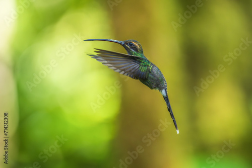 Beautiful White-whiskered Hermit,  Phaethornis yaruqui hummingbird,  hovering in the air with green and yellow background. Best humminbird of Ecuador. 4K resolution photo