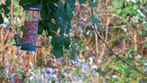 Hungry blue tit on bird feeder hanging in tree for cold winter season to feed songbirds and other birds to beware of starvation in snowy wintertime with seeds and bird food to survice the cold season photo