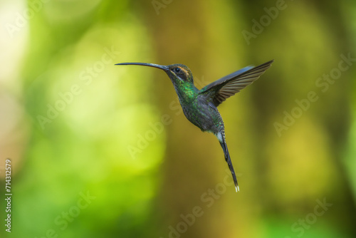 Beautiful White-whiskered Hermit, Phaethornis yaruqui hummingbird, hovering in the air with green and yellow background. Best humminbird of Ecuador. 4K resolution