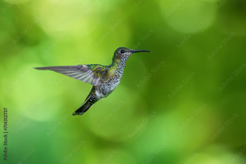 Naklejka premium Beautiful Female White-necked Jacobin hummingbird, Florisuga mellivora, hovering in the air with green and yellow background. Best humminbird of Ecuador.