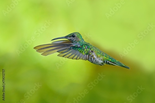 Beautiful Female White-necked Jacobin hummingbird, Florisuga mellivora, hovering in the air with green and yellow background. Best humminbird of Ecuador.