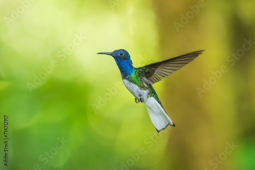 Beautiful White-necked Jacobin hummingbird, Florisuga mellivora, hovering in the air with green and yellow background. Best humminbird of Ecuador.