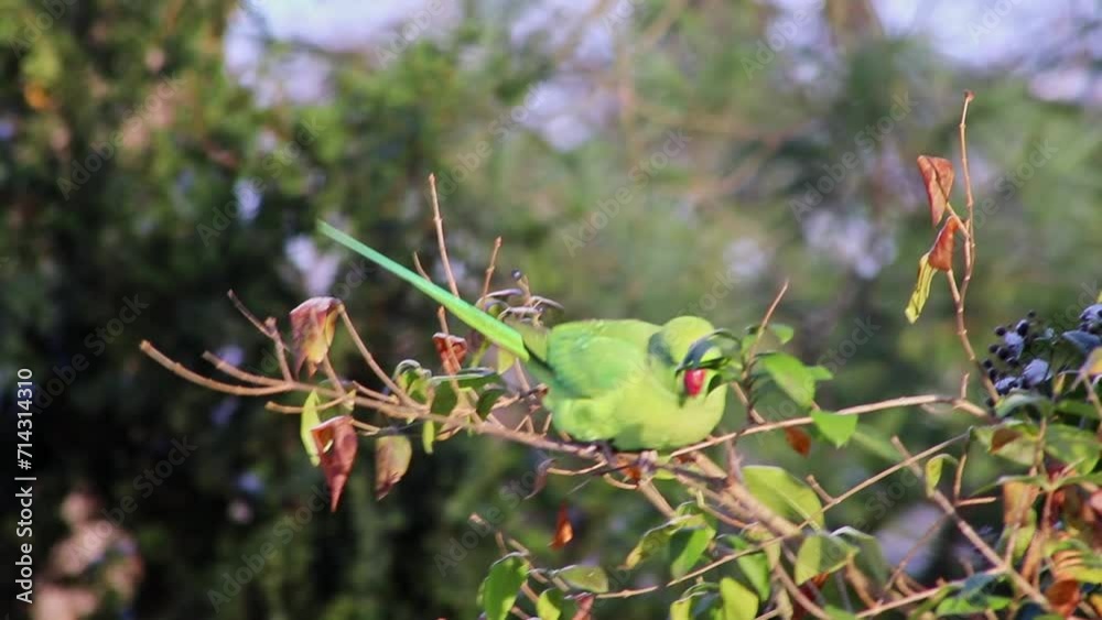 Green parakeet or ring-necked parakeet in wintertime as invasive species conquers europe and survives even snowy winter season as hungry bird with intelligence and adaptive behaviour and red beak pest Green parakeet or ring-necked parakeet in wintertime as invasive species conquers europe and survives even snowy winter season as hungry bird with intelligence and adaptive behaviour and red beak pest