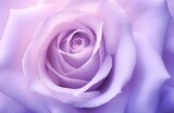 a pink rose with purple petals