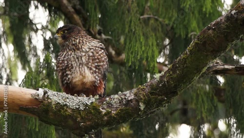 New Zealand falcon perched in a rimu tree photo