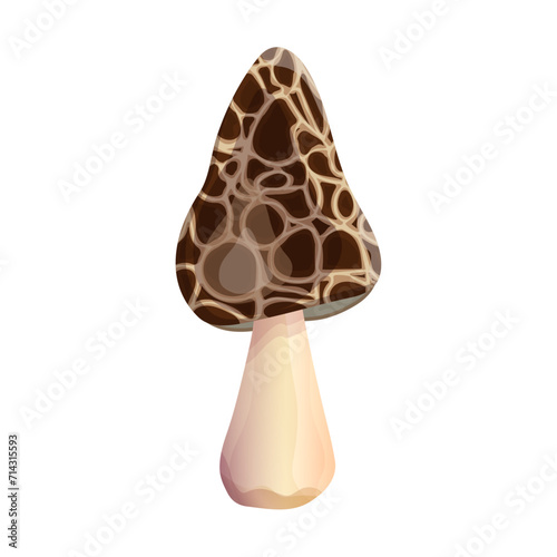 Morel mushroom, morchella, morchellaceae. Spring cartoon mushroom. Organic, non-poisonous mushrooms on a white background. Type of forest mushrooms. Vector drawing.