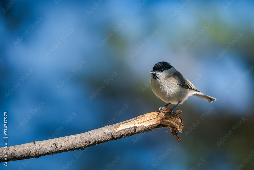 Naklejka premium Marsh Tit, Poecile montanus, single bird on branch, blue background