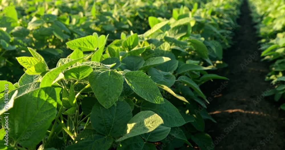 Captivating Slow Motion: The Elegance of Growing Green Soybeans
