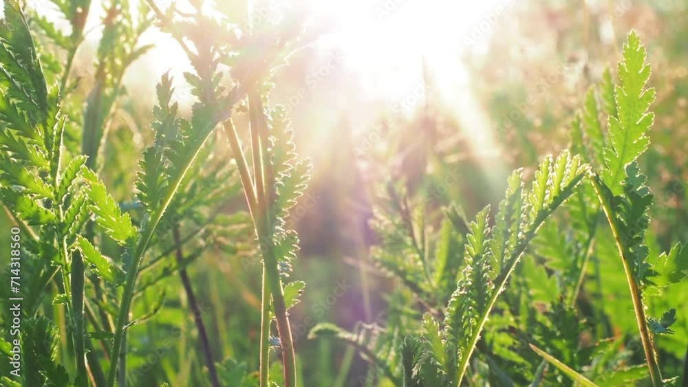 Background video - macro of green grass in a field at sunset, flies and mosquitoes fly, ants crawl, shallow depth of field