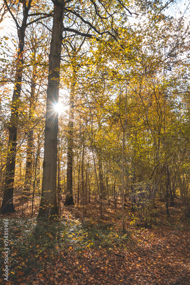 Fototapeta premium Colourful autumn forest in the Brabantse Wouden National Park. Colour during October and November in the Belgian countryside. The diversity of breathtaking nature