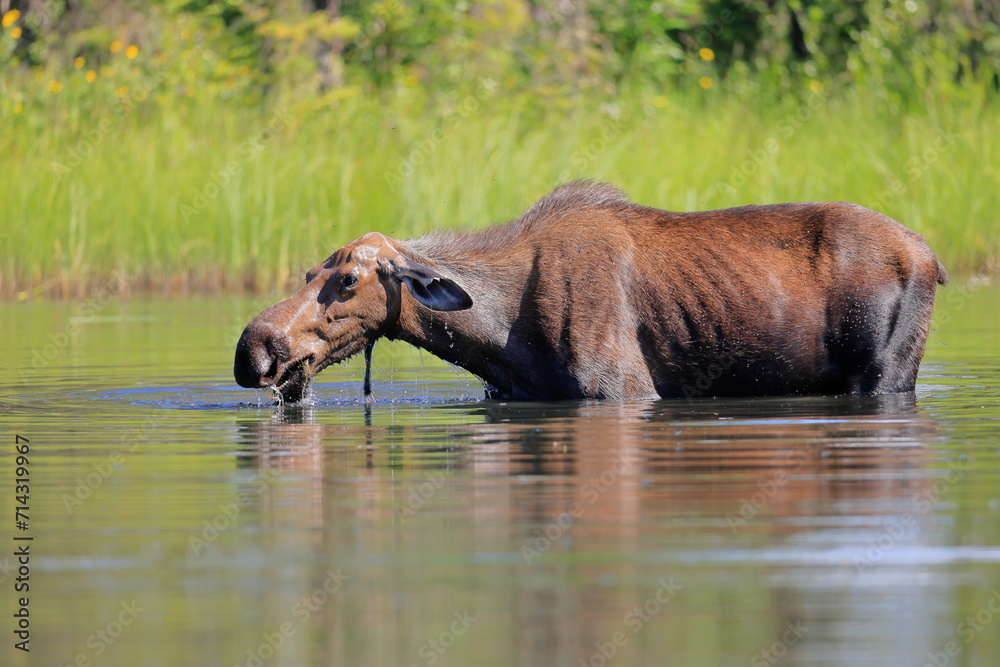 Alaska moose, Alces alces gigas, Tanana River, Alaska, USA, Alaska moose, Alces alces gigas, Tanana River, Alaska, USA,