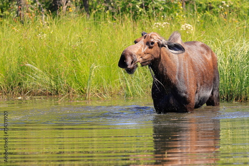 Alaska moose, Alces alces gigas, Tanana River, Alaska, USA, © Kamil