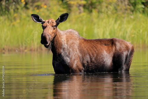 Alaska moose, Alces alces gigas, Tanana River, Alaska, USA, photo