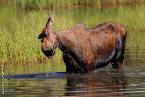 Alaska moose, Alces alces gigas, Tanana River, Alaska, USA,