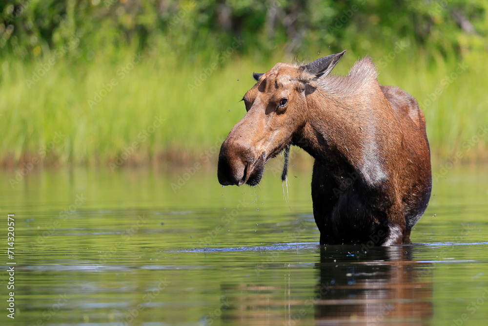 Alaska moose, Alces alces gigas, Tanana River, Alaska, USA, Alaska moose, Alces alces gigas, Tanana River, Alaska, USA,