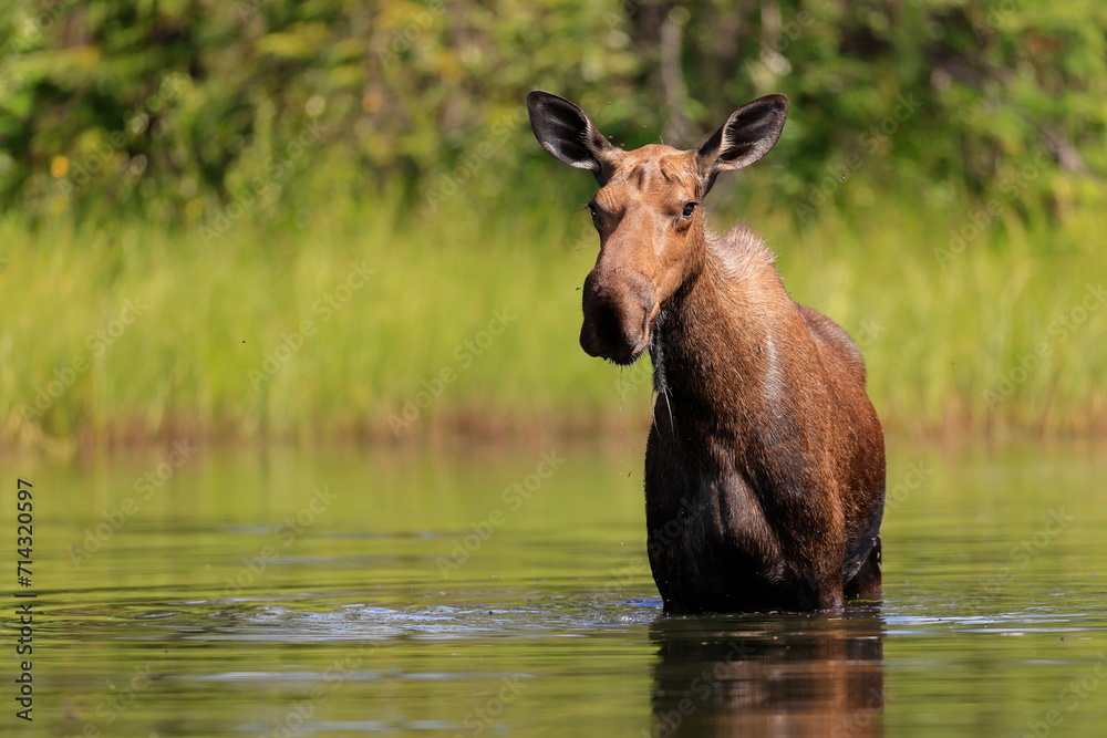 Fototapeta premium Alaska moose, Alces alces gigas, Tanana River, Alaska, USA,