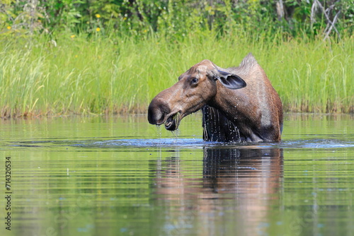 Alaska moose, Alces alces gigas, Tanana River, Alaska, USA, photo