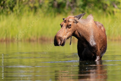 Alaska moose  Alces alces gigas  Tanana River  Alaska  USA 