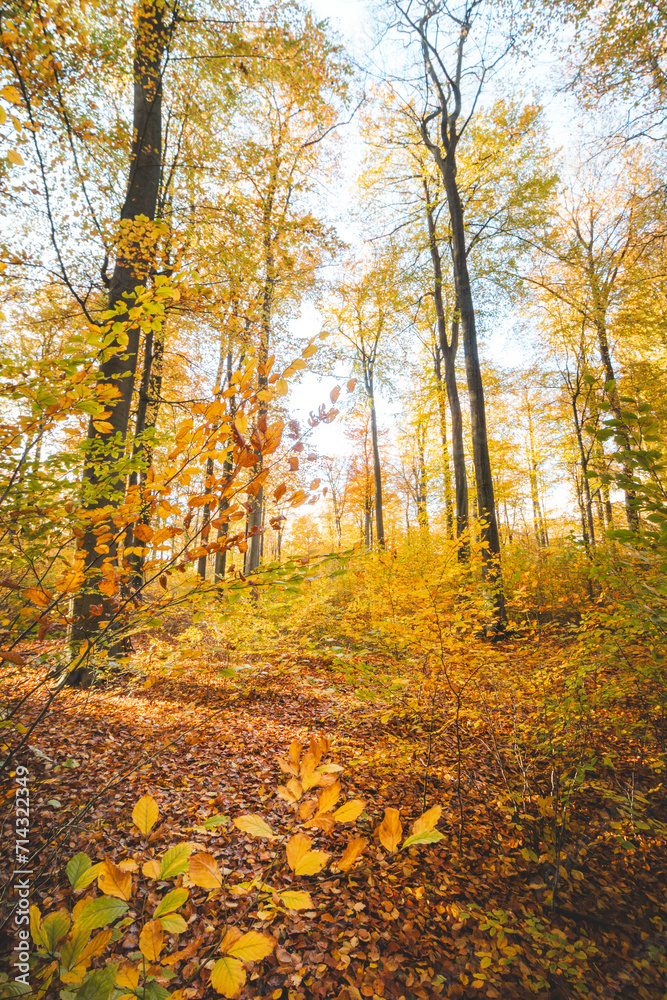 Colourful autumn forest in the Brabantse Wouden National Park. Colour during October and November in the Belgian countryside. The diversity of breathtaking nature