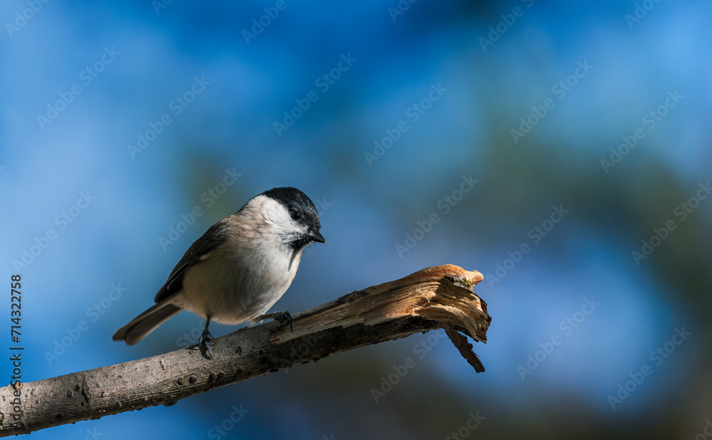 Naklejka premium Marsh Tit, Poecile montanus, single bird on branch, blue background