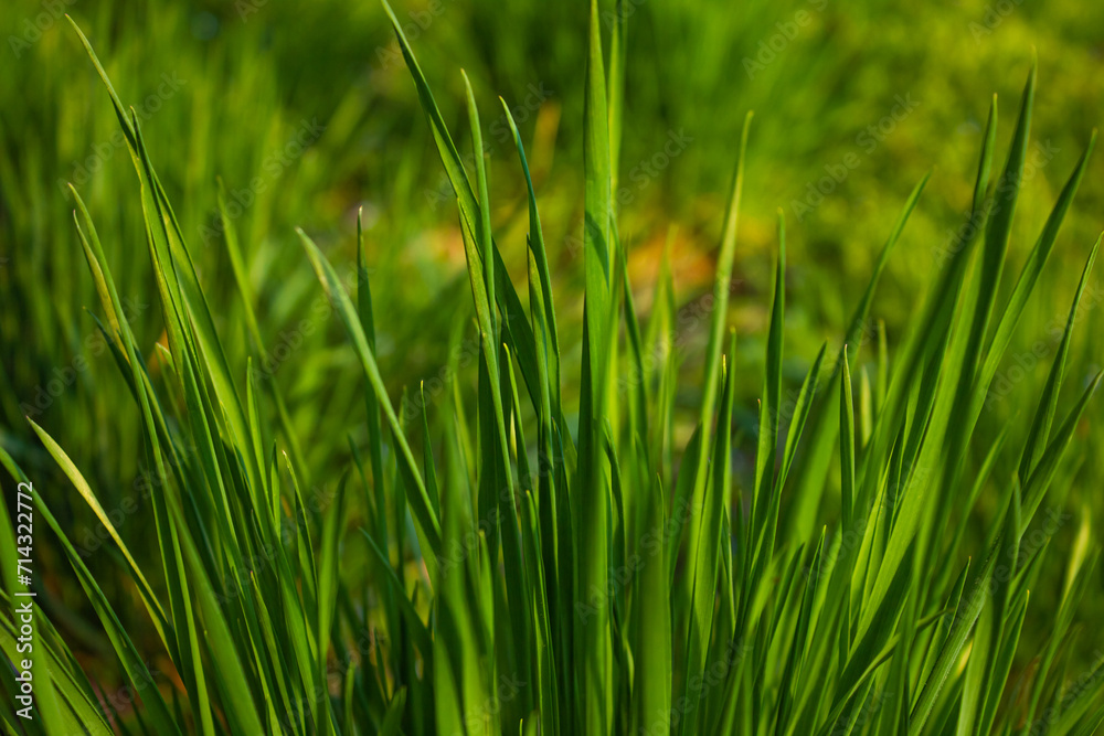 Closeup of lush uncut Green Grass in soft morning light background. Fresh green grass background. Closeup of lush uncut Green Grass in soft morning light background. Fresh green grass background.