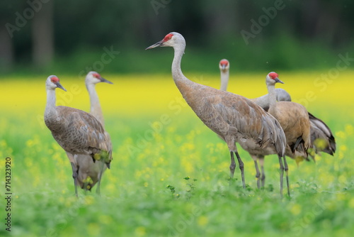 Sandhill crane, Antigone canadensis, Creamer´s Field Migratory Waterfowl Refuge, Fairbanks, Alaska, USA,