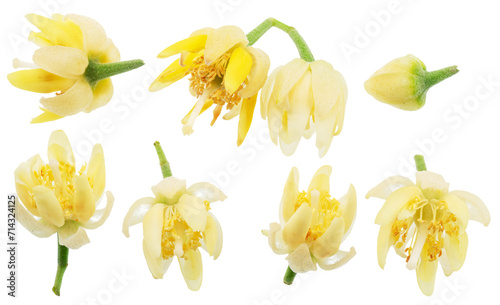 Collection of linden flowers on white background. File contains clipping paths.