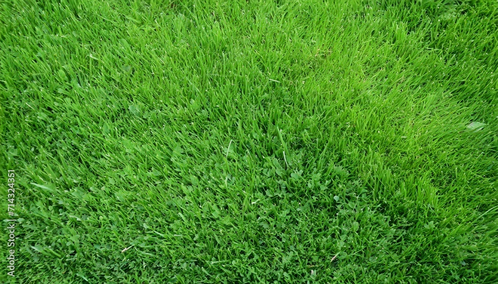 top view of real green grass background top view of real green grass background