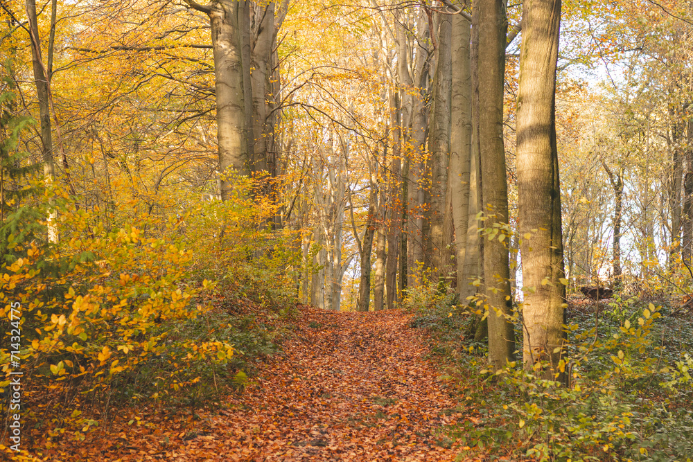 Colourful autumn forest in the Brabantse Wouden National Park. Colour during October and November in the Belgian countryside. The diversity of breathtaking nature