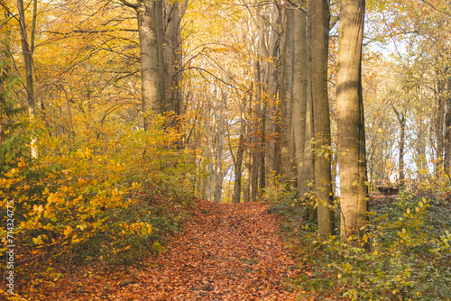 Colourful autumn forest in the Brabantse Wouden National Park. Colour during October and November in the Belgian countryside. The diversity of breathtaking nature © Fauren