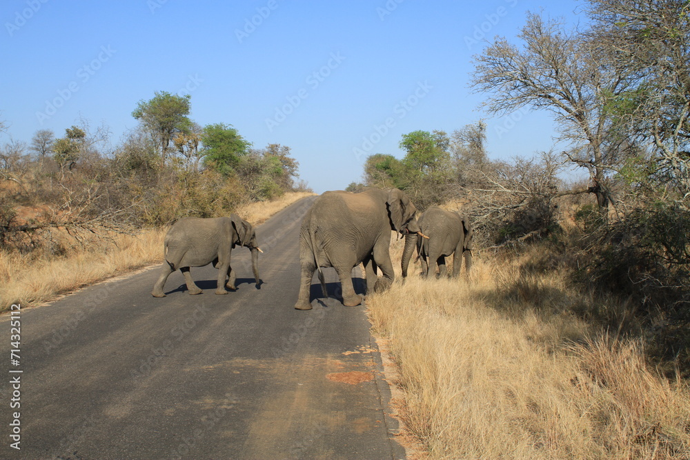 Elephants in the savannah crossing a road. South Africa. Kruger National Parl. Nature. Several elephants crossing a road. Safari.