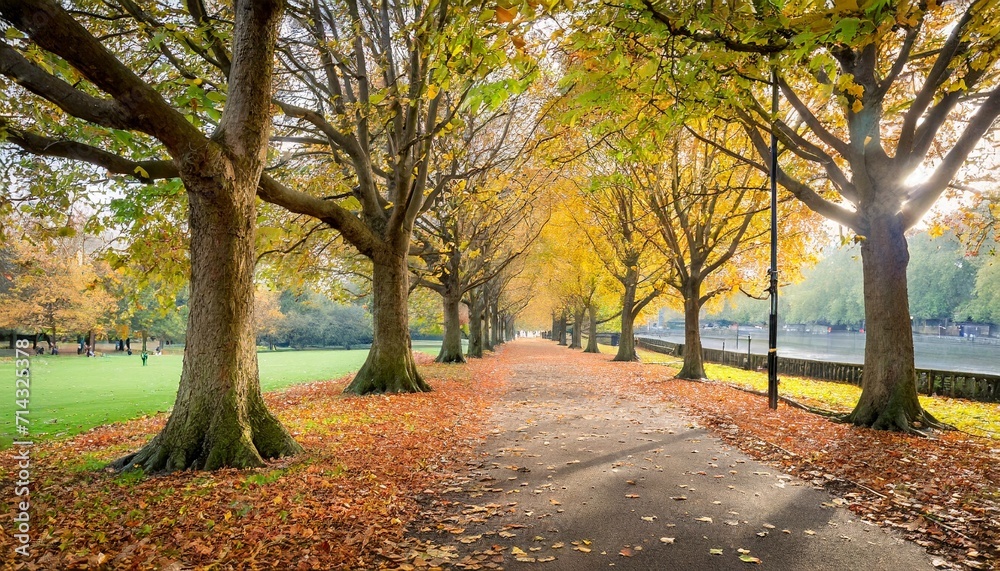 tree lined autumn scene in greenwich park london