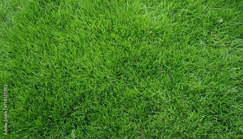 top view of real green grass background