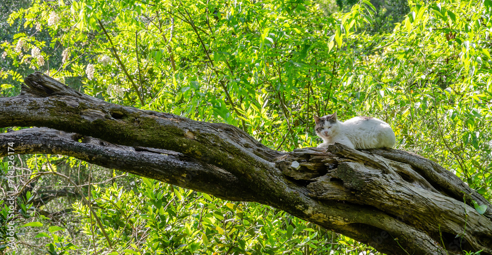 Fototapeta premium A cute white cat lies on a branch of an tree in the Mon Repos estate garden on Greek Island of Corfu. 