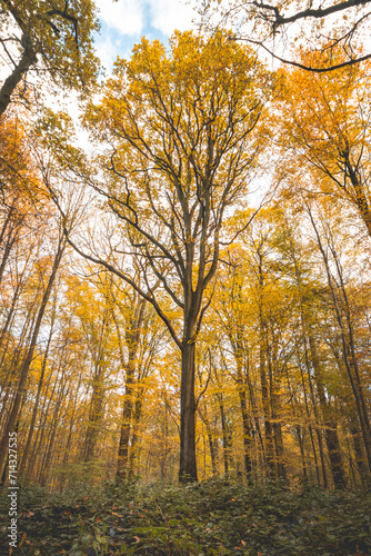 Colourful autumn forest in the Brabantse Wouden National Park. Colour during October and November in the Belgian countryside. The diversity of breathtaking nature © Fauren