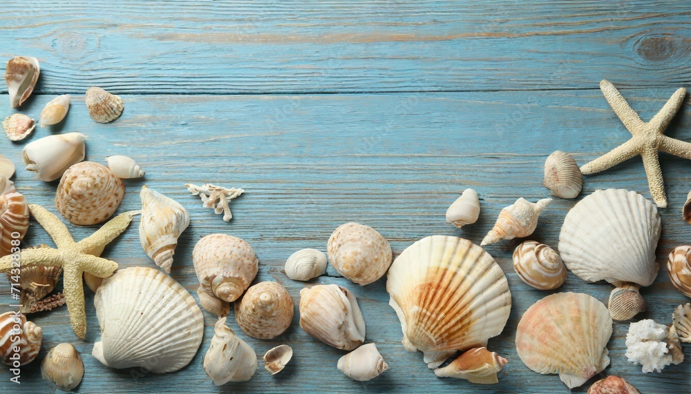 seashells on light blue background