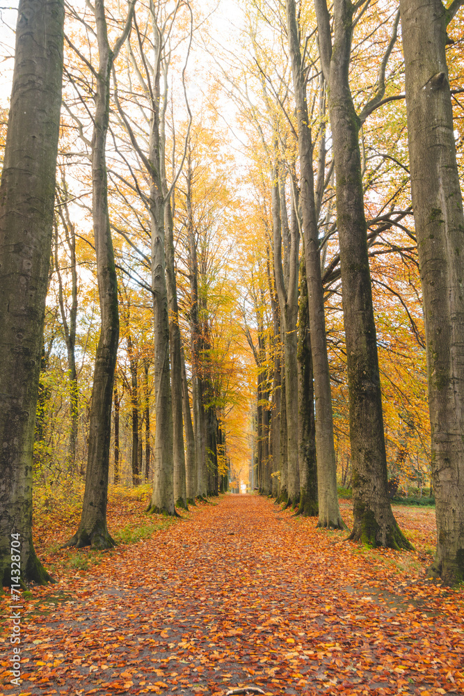 Walk through the colourful autumn forest in the Brabantse Wouden National Park. Tree avenue with orange leaves in the Sonian forest